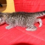 Savannah F-6B Brown Spotted Female DOB 7/8/15