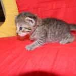 Savannah F-6B Brown Spotted Female DOB 7/8/15