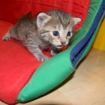 Savannah F-6B Brown Spotted Female DOB 7/8/15