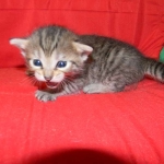 Savannah F-6B Brown Spotted Female DOB 7/8/15