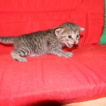 Savannah F-6B Brown Spotted Female DOB 7/8/15