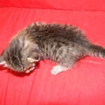 Annah Savannah F-6B Brown Spotted Female DOB 7/8/15