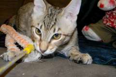 Maximillion Savannah F-6B Brown Spotted Male #1 DOB 11-17-14