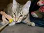 Maximillion Savannah F-6B Brown Spotted Male #1 DOB 11-17-14