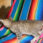 Maximillion Savannah F-6A male