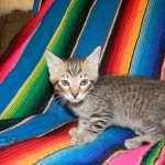 Maximillion Savannah F-6A male