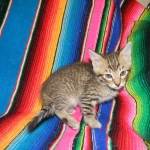 Maximillion Savannah F-6A male