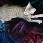 Maximillion Savannah F-6A male