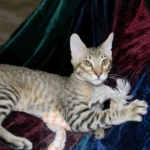 Maximillion Savannah F-6A male