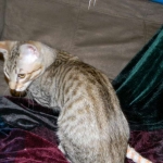 Maximillion Savannah F-6A male