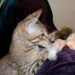 Maximillion Savannah F-6A male