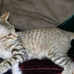 Maximillion Savannah F-6A male