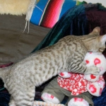 Maximillion Savannah F-6A male