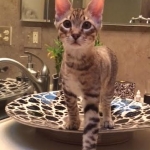 Maximillion, F-6A savannah Male.jpg