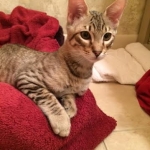 Maximillion Savannah Male F-6A.jpg