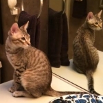 Maximillion in the Mirror, Savannah male.jpg