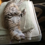 Maximillion upside down Savannah.jpg