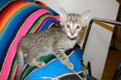 Teddy Savannah F-6B Brown Spotted Male #2 DOB 11-17-14