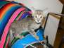 Teddy Savannah F-6B Brown Spotted Male #2 DOB 11-17-14