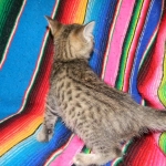 Savannah F-6B Brown Spotted Male Kitten for Sale
