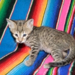 Savannah F-6B Brown Spotted Male Kitten for Sale