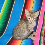 Savannah F-6B Brown Spotted Male Kitten for Sale