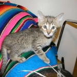Savannah F-6B Brown Spotted Male Kitten for Sale