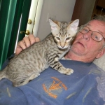 Savannah F-6B Brown Spotted Male Kitten