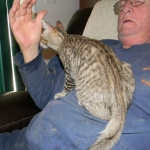 Savannah F-6B Brown Spotted Male Kitten for Sale