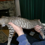 Savannah F-6B Brown Spotted Male Kitten