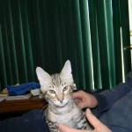 Savannah F-6B Brown Spotted Male Kitten