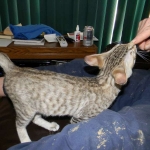Savannah F-6B Brown Spotted Male Kitten