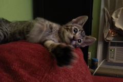 Milo Savannah F-6B Brown Spotted Male DB 4-2-15