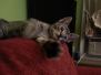 Milo Savannah F-6B Brown Spotted Male DB 4-2-15