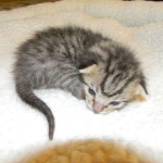 Savannah, F-6B Brown Spotted male DOB 4-2-15