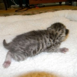 Savannah, F-6B Brown Spotted male DOB 4-2-15