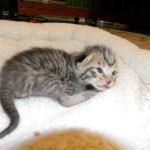 Savannah, F-6B Brown Spotted male DOB 4-2-15