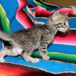 Savannah, F-6B Brown Spotted male DOB 4-2-15