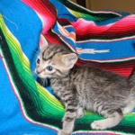 Savannah, F-6B Brown Spotted male DOB 4-2-15