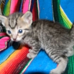 Savannah, F-6B Brown Spotted male DOB 4-2-15