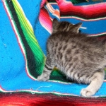 Savannah, F-6B Brown Spotted male DOB 4-2-15