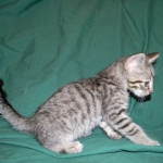 Savannah, F-6B Brown Spotted male DOB 4-2-15