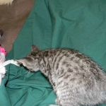 Savannah, F-6B Brown Spotted male DOB 4-2-15