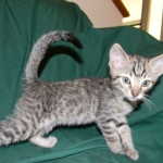 Savannah, F-6B Brown Spotted male DOB 4-2-15