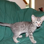 Savannah, F-6B Brown Spotted male DOB 4-2-15