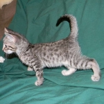 Savannah, F-6B Brown Spotted male DOB 4-2-15