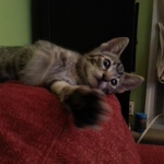 Milo