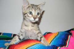 Pandora Savannah F-6B Brown/Black spotted female DOB 2-21-16