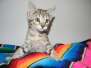 Pandora Savannah F-6B Brown/Black spotted female DOB 2-21-16