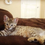 Pandora Savannah, F-6B, BST, Female DOB 2-21-16